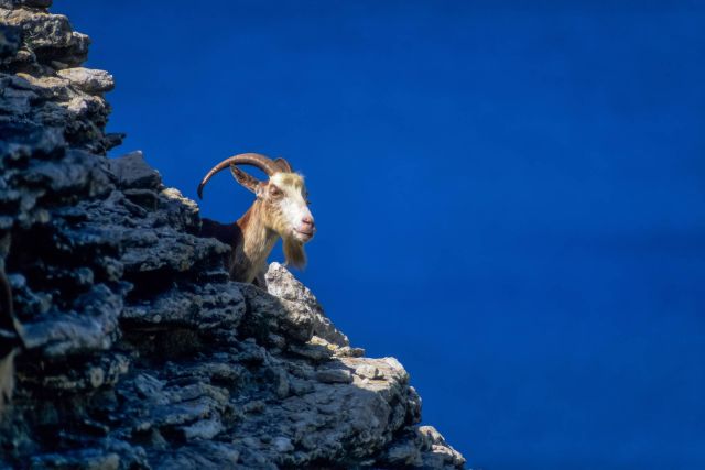 Goat in the Spelunca