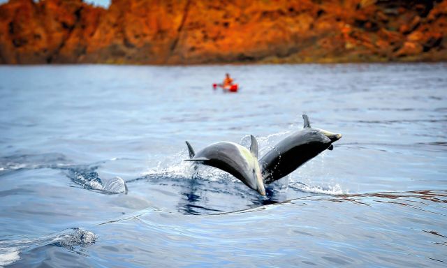 Dolphins in Senino