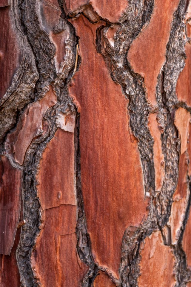 Corsican pine bark
