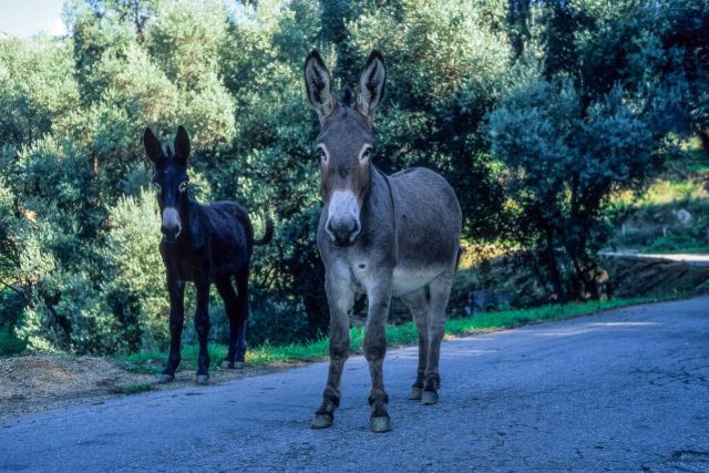 Donkeys on the road to Ota